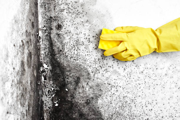 Best Basement Mold Removal  in Sixteen Mile Stand, OH