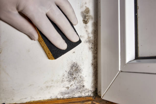 Best Mold Documentation for Insurance Claims  in Sixteen Mile Stand, OH
